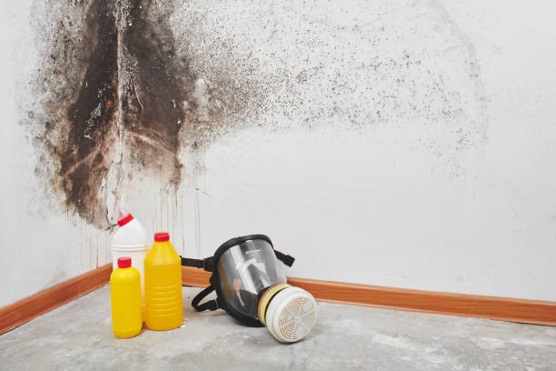 Best White Mold Remediation in Maple Lake, MN