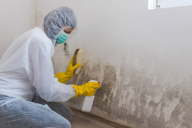 Professional Mold Remediation in Maple Lake, MN