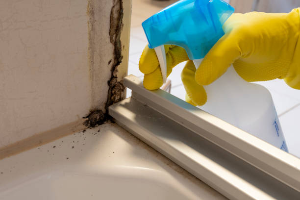 Best DIY Mold Remediation Support Services in Maple Lake, MN